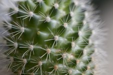 cacti.jpeg
