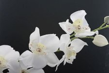 IMG_0298LoRes.jpg