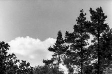 Tree tones.JPG Tree tones.JPG