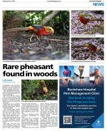 june_golden_pheasantFB.jpg
