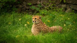 Edinburgh zoo 7th June 26.jpg Edinburgh zoo 7th June 26.jpg