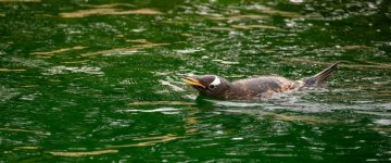 Edinburgh zoo 7th June 26.jpg Edinburgh zoo 7th June 26.jpg