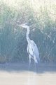 Heron1.jpg