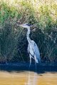 Heron2.jpg