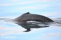Humpback_whale_1.jpg