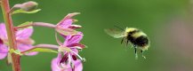 beeflying.jpg