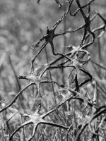 Week 25 - Repetition in Nature 6.jpg Week 25 - Repetition in Nature 6.jpg