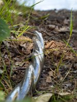 Week 25 - Repetition in Nature 5.jpg