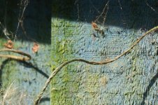 Strong shadows and sunlight-2.JPG