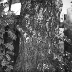 Willow tree.JPG Willow tree.JPG