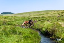 011 Ponies in River Meavy 01-3000328PS Adj Upload.jpg 011 Ponies in River Meavy 01-3000328PS Adj Upload.jpg