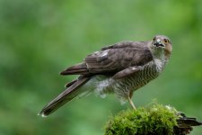 Sparrow Hawk_DXO_L_R.jpg