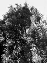 Sparkling Fir.JPG Sparkling Fir.JPG