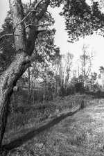 Shadows - Climbing Trees-2.JPG Shadows - Climbing Trees-2.JPG