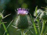 Repetition in nature.jpg