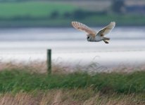 DSC_2419_DxO9.jpg