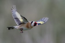 Goldfinch in Flight_2.jpg