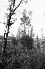 Moorland Fires-2.JPG Moorland Fires-2.JPG