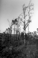 Moorland Fires.JPG Moorland Fires.JPG