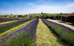 Lavendar-1.jpg