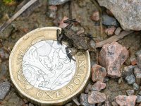 frog.jpg