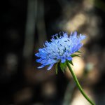 Delicate-Blue.jpg Delicate-Blue.jpg