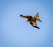 Red Kite2.jpg