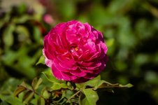 Rose.jpg