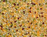 Dried peas 001.jpg