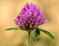Red Clover.jpg Red Clover.jpg