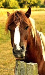 5 Pony.JPG 5 Pony.JPG