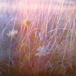Wild Carrot-0024.JPG Wild Carrot-0024.JPG