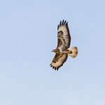 Buzzard.jpg