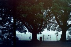 trees.jpg