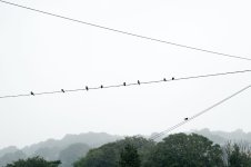 Swallows Gathering 01 DSCF0640 PS Adj.jpg