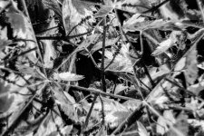 2083_039.JPG