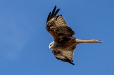 Kite 2.jpg Kite 2.jpg