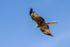 Kite 3.jpg Kite 3.jpg
