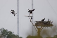 Osprey 02 Aug 26.jpg