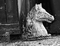 Pony Portrait.jpg
