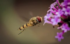 Hover Fly.jpg