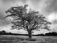 024 Lone Tree B&W 01-1001111 PS Adj Upload.jpg 024 Lone Tree B&W 01-1001111 PS Adj Upload.jpg