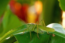 Grasshopper 410.jpg