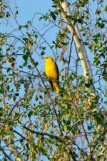 Golden Oriole     0695.jpg