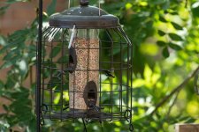 nikon birdbath f_5.6_red.jpg