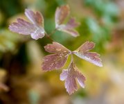 Distressed Parsley.jpg