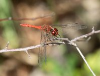 ruddy-darter.jpg
