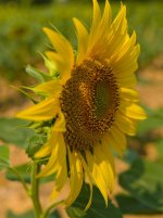 Sunflower side on P645Z.jpg Sunflower side on P645Z.jpg