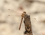 common-darter.jpg