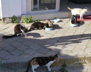 Fetiye cats.jpg